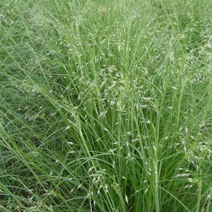 Indian Ricegrass