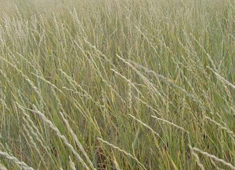 Intermediate Wheatgrass - Pawnee Buttes Seed Inc.