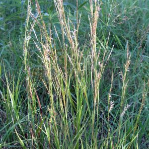 Little Bluestem