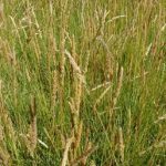 Prairie Junegrass