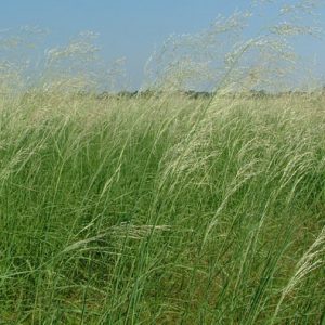 Native Pasture & Reclamation Grasses - Pawnee Buttes Seed Inc.