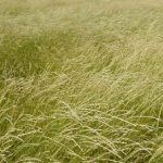 Pubescent Wheatgrass