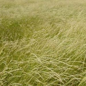 Sweetgrass - Pawnee Buttes Seed Inc.