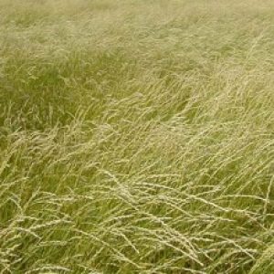 Pubescent Wheatgrass - Pawnee Buttes Seed Inc.