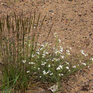 Native Pasture & Reclamation Grasses - Pawnee Buttes Seed Inc.