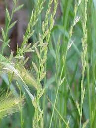 Sweetgrass - Pawnee Buttes Seed Inc.
