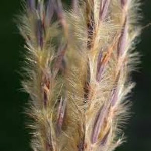 Sand Bluestem