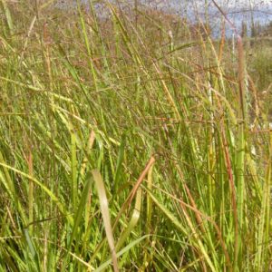 Sand Lovegrass