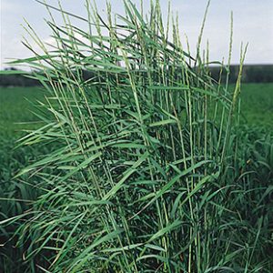 Slender Wheatgrass