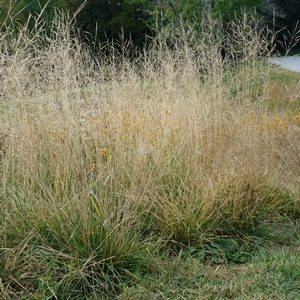 Tufted Hairgrass