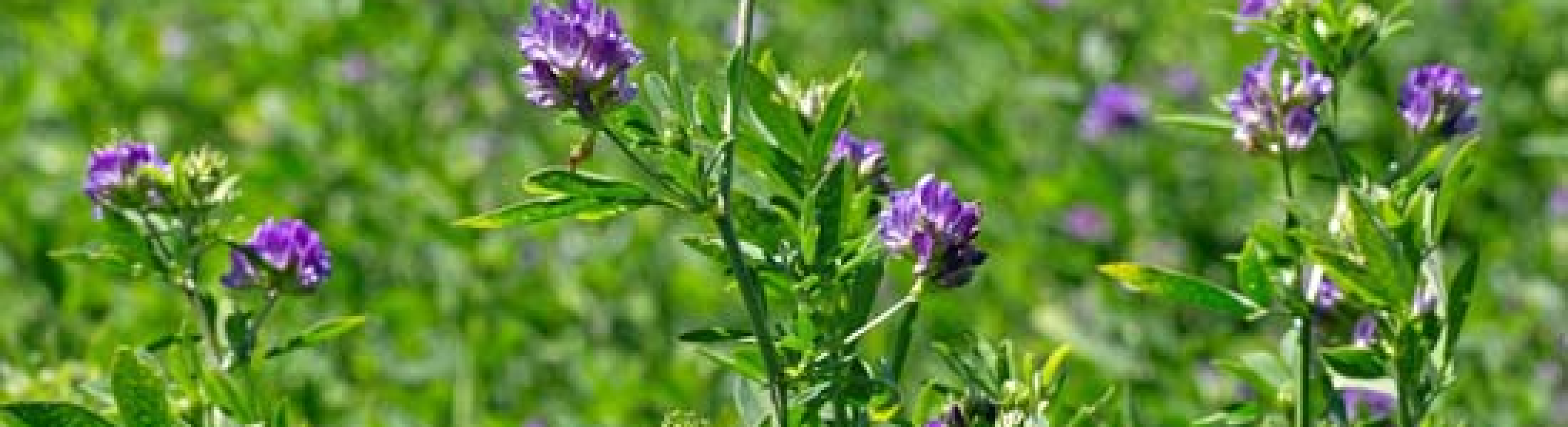 Alfalfa - Pawnee Buttes Seed Inc.