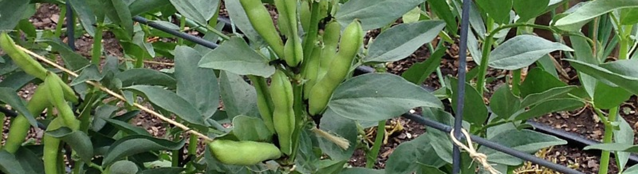 Organic Faba Beans Pawnee Buttes Seed Inc 5353