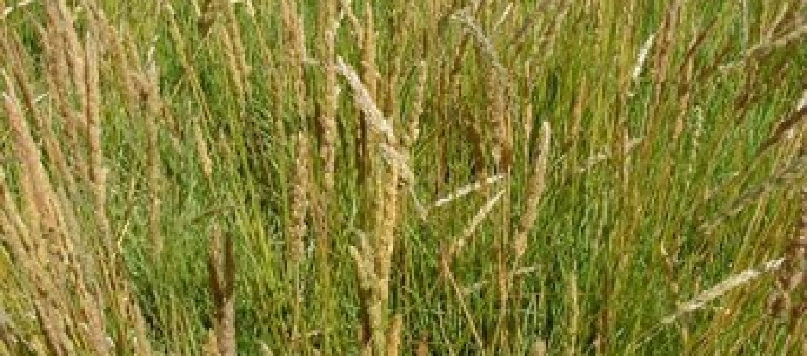 Native Pasture And Reclamation Grasses Archives Pawnee Buttes Seed Inc 8983