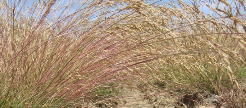 Native Pasture And Reclamation Grasses Archives Pawnee Buttes Seed Inc 2610