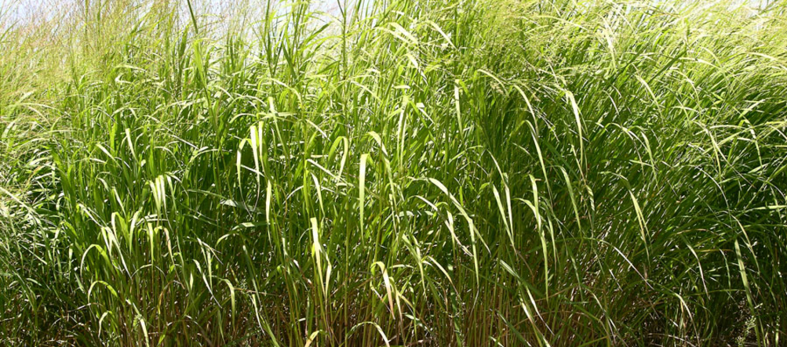 native pasture & reclamation grasses Archives | Pawnee Buttes Seed Inc.